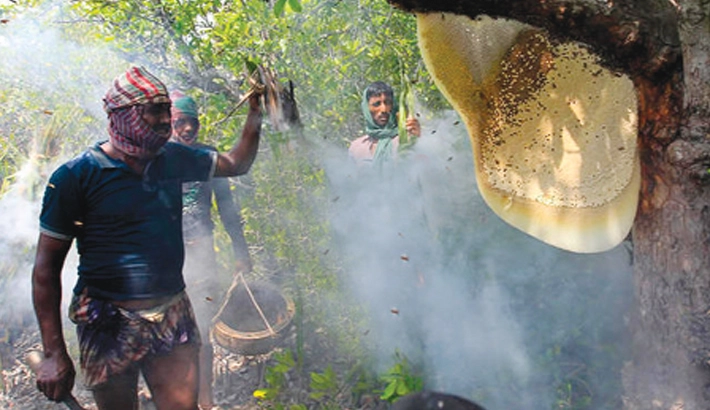 Sundarban Khalisa honey 