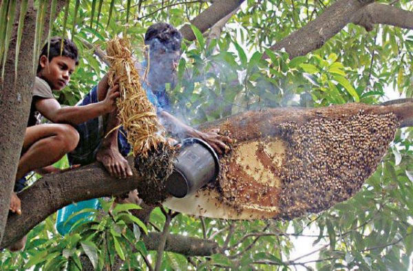 Honey Collection in Sunderbans